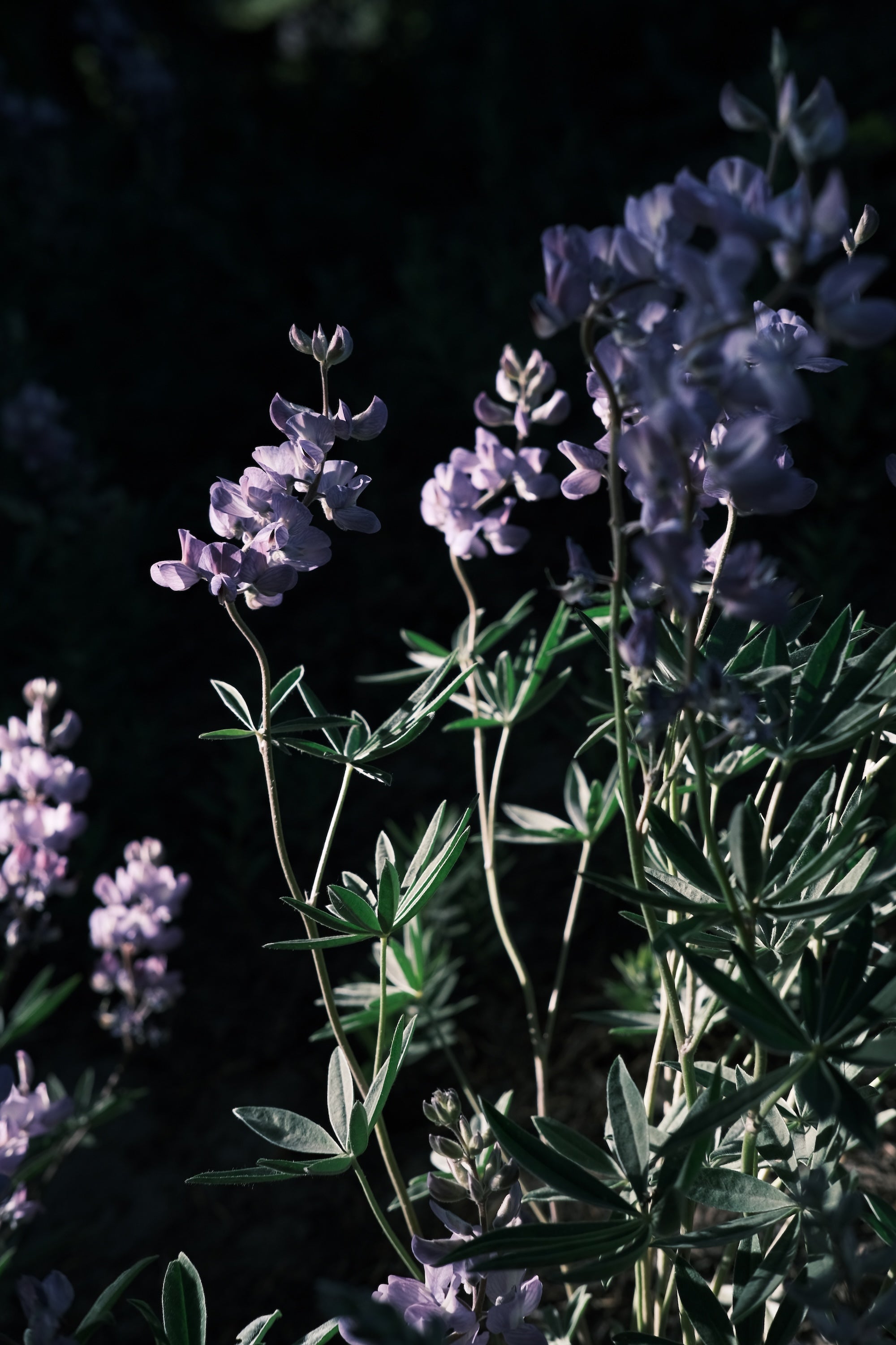 DSCF7999.jpg
